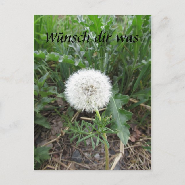 Pusteblume Postkarte (Vorderseite)