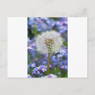 Pusteblumen Traum in blauen Vergissmeinblüten Postkarte