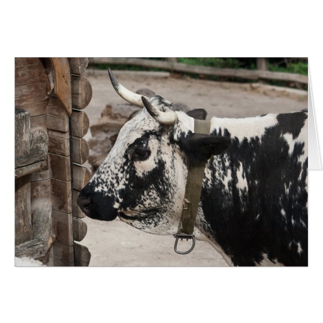 Pustertal-Kuh (Vorderseite (Horizontal))