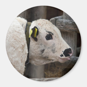 Pustertal Pied Calf Magnet