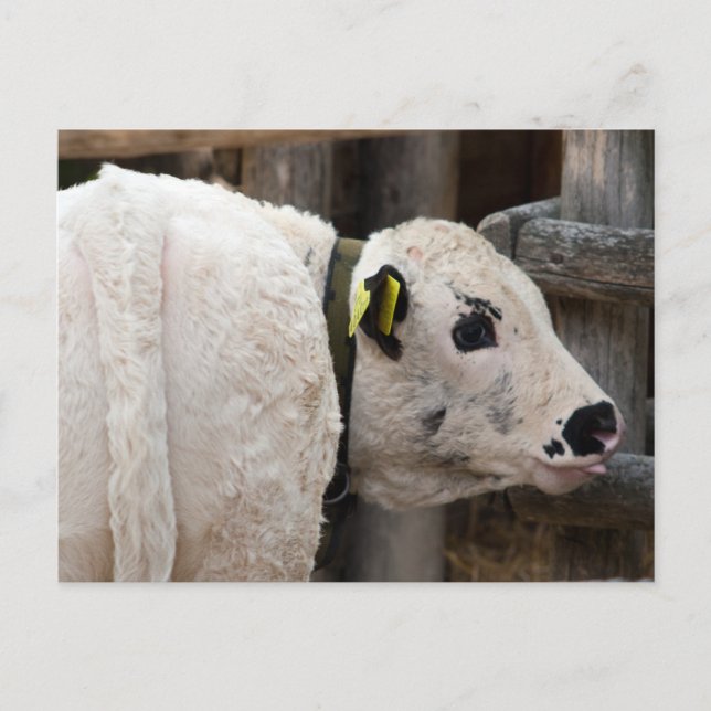 Pustertal Pied Calf Postkarte (Vorderseite)