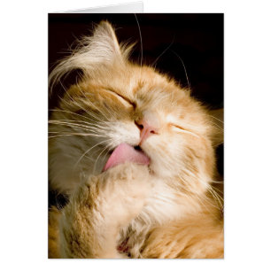 Putzende Maine-Waschbär-nahe hohe Fotografie