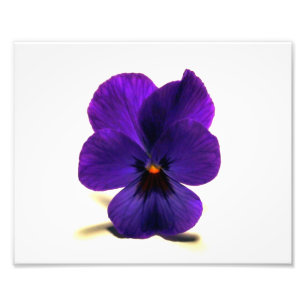 Puuurrrple Pansy um Mitternacht durch Verde Fotodruck