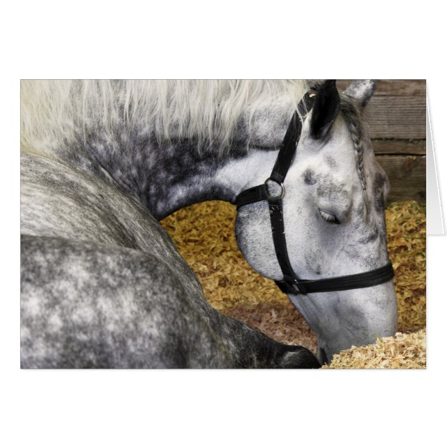 Puyallup angemessene Pferde12x18 Karte (Vorderseite (Horizontal))