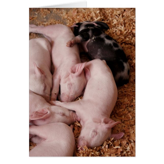 Puyallup Ferkel (Vorne)