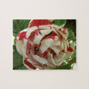 Puzzle aus rosa und weißem Tulip