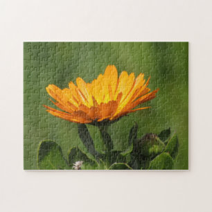 Puzzle - Calendula Blossom