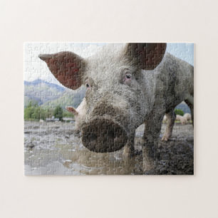 Puzzle des Schweins