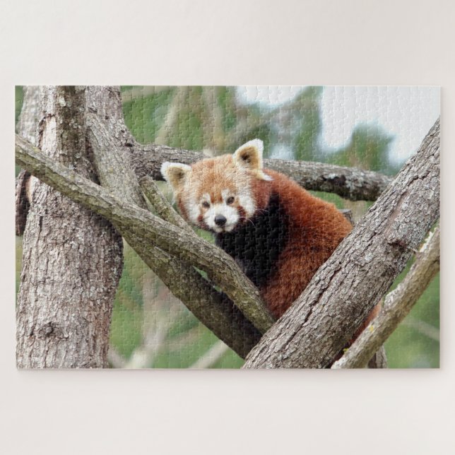 Puzzle Foto Rote Panda , Tiere 0524. (Horizontal)