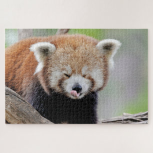 Puzzle Foto Rote Panda , Tiere 0527.