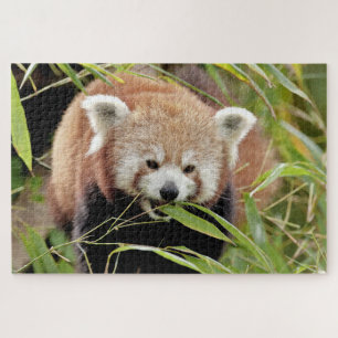 Puzzle Foto Rote Panda , Tiere 0529.