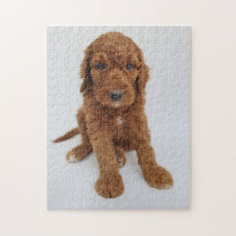 Puzzle Goldendoodle Welpen