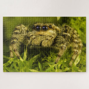 Puzzle Jumping Spinne im Gras-Foto