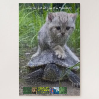 Puzzle kleine Katze auf einem Morrocoy.