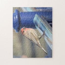 Puzzle - Roter Sparrow auf blauem Zaun