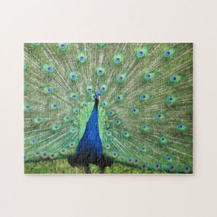 Puzzle - stolzer Pfau