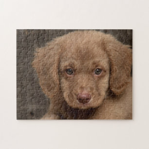 Puzzle - Süßer brauner Welpe