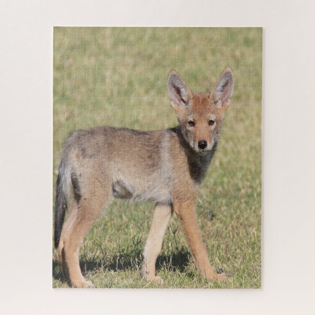 Puzzles Coyote (Vertikal)