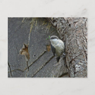 Pygmäen-Nuthatch Postkarte