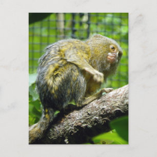 PygmäenMarmoset Postkarte