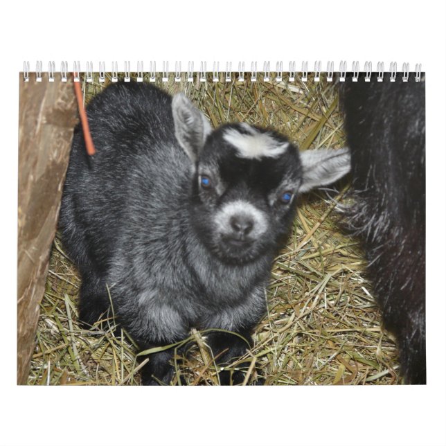 Pygmäenziegen-Babys Kalender (Titelbild)