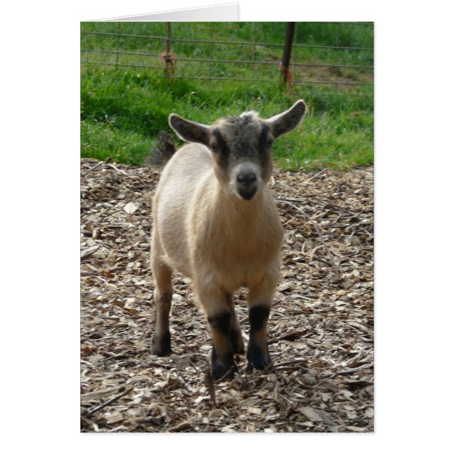 Pygmy Goat Doe (Vorne)