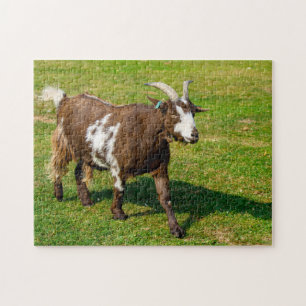 Pygmy Goat Jigsaw Puzzle