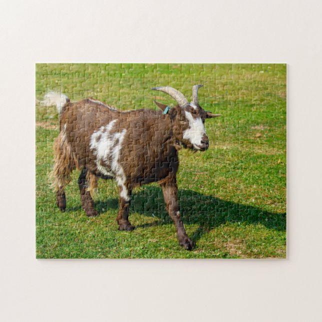 Pygmy Goat Jigsaw Puzzle (Horizontal)