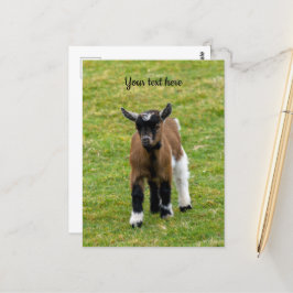 Pygmy Goat Kid Postkarte