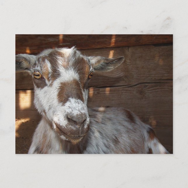 Pygmy Goat Postcard Postkarte (Vorderseite)