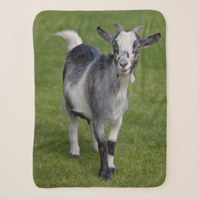 Pygmy Goat Sherpa Blanket Sherpadecke (Vorderseite)