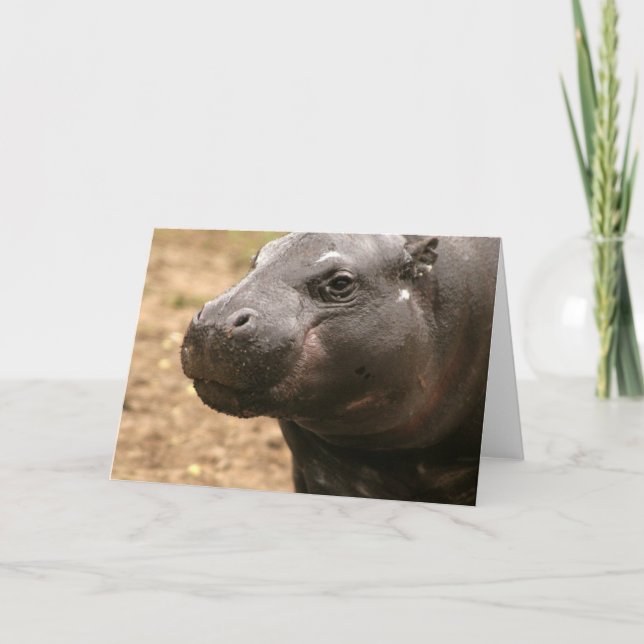 Pygmy Hippo Grußkarte Karte (Vorderseite)