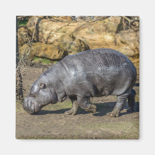 Pygmy Hippo Kühlschrankmagnet Magnet