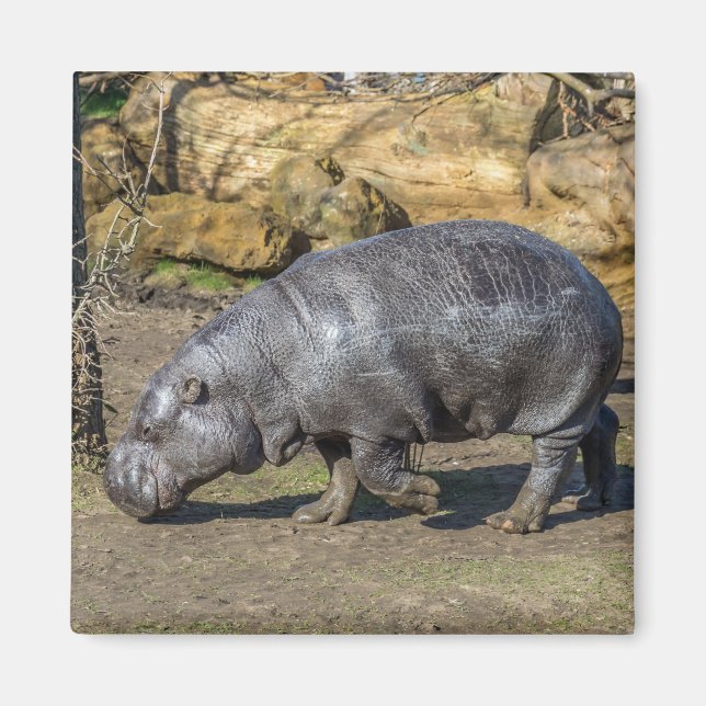 Pygmy Hippo Kühlschrankmagnet Magnet (Vorne)