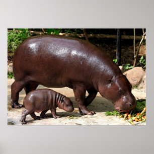 Pygmy Hippo Pair Hippopotamus Portrait Poster