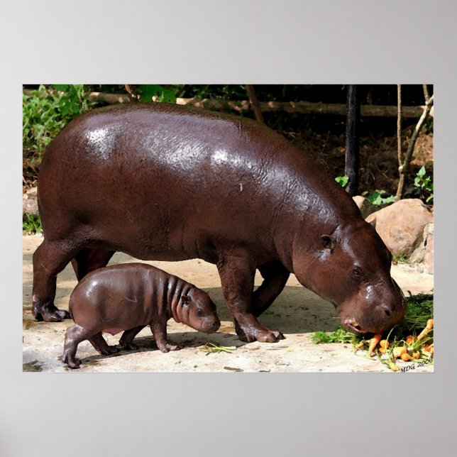 Pygmy Hippo Pair Hippopotamus Portrait Poster (Vorne)
