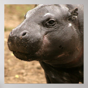 Pygmy Hippo Poster