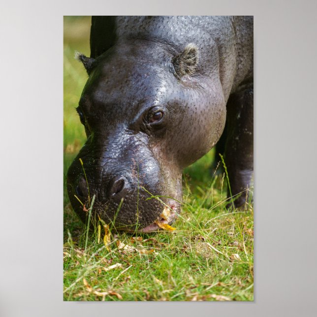 Pygmy Hippopotamus Poster (Vorne)