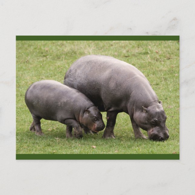Pygmy Hippos Postcard Postkarte (Vorderseite)