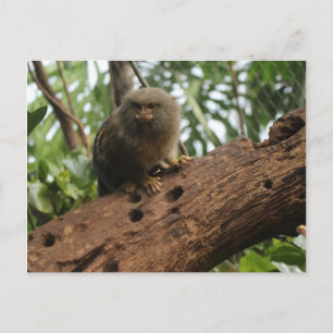 Pygmy Marmoset # 3 Postkarte