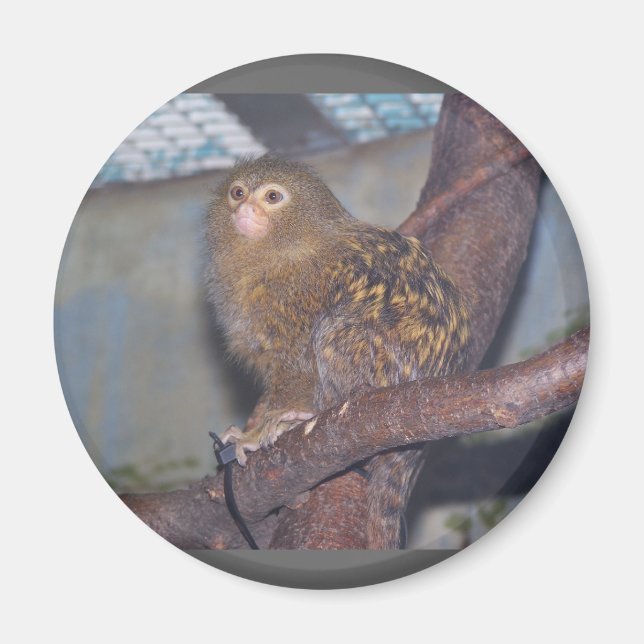 Pygmy Marmoset Portrait Magnet (Vorne)
