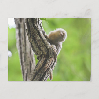 Pygmy Marmoset Postkarte