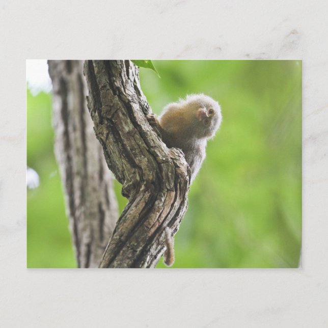 Pygmy Marmoset Postkarte (Vorderseite)