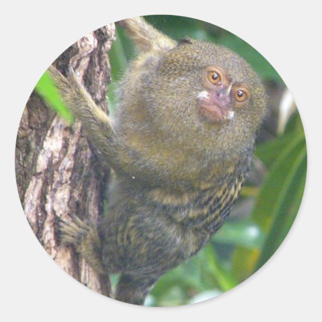 Pygmy Marmoset Runder Aufkleber (Vorderseite)