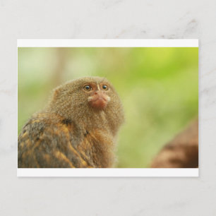 Pygmy Marmosets Postkarte