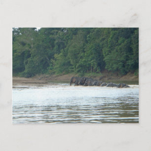 Pygmy Paddle Postkarte
