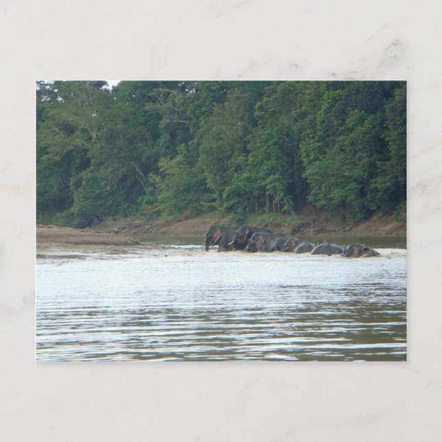 Pygmy Paddle Postkarte (Vorderseite)