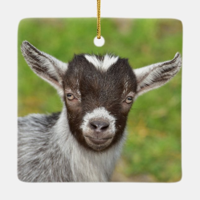 Pygmy Pet Goat Kid Keramikornament (Rückseite)
