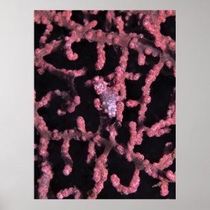 Pygmy-Seepferd Poster