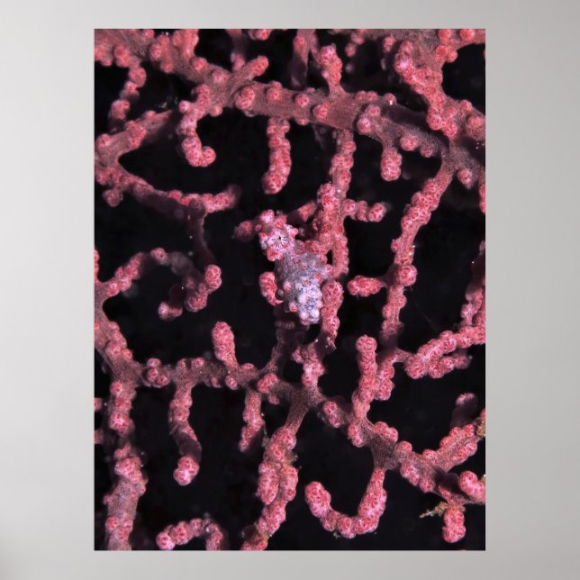 Pygmy-Seepferd Poster (Vorne)
